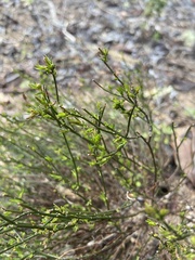 Crocanthemum scoparium
