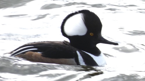 Serreta capuchona (Lophodytes cucullatus)