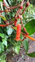 Viburnaceae