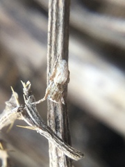 Uloborus glomosus