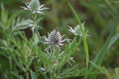 Eryngium hookeri