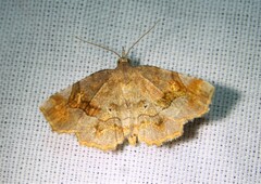 Pangrapta decoralis