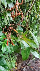 Viburnaceae