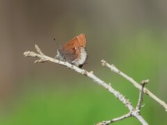 Callophrys henrici