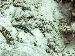 Serranus tigrinus