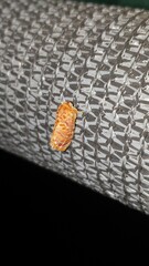 Pseudanapaea denotata