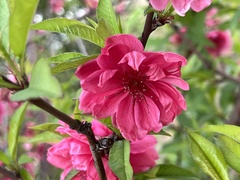 Prunus persica persica