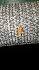 Pseudanapaea denotata