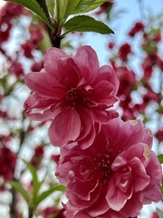 Prunus persica persica