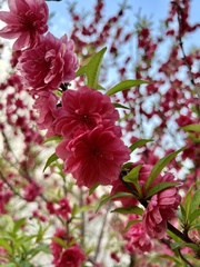 Prunus persica persica