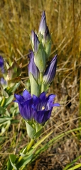 Gentiana affinis