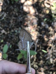 Yphthimoides patricia