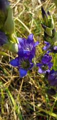 Gentiana affinis