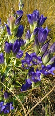 Gentiana affinis