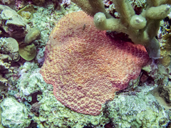 Montastraea cavernosa