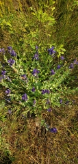 Gentiana affinis