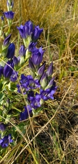 Gentiana affinis