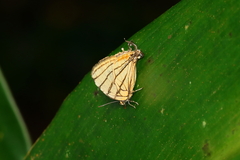 Arawacus meliboeus