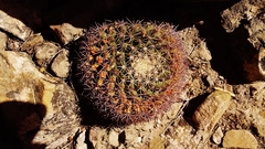 Mammillaria meiacantha