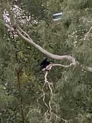 Microcarbo melanoleucos