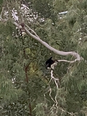 Microcarbo melanoleucos