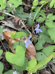 Viola floridana