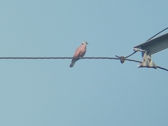 Streptopelia tranquebarica