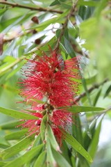 Melaleuca citrina