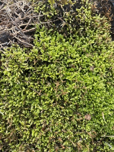 Pseudohygrohypnum eugyrium, 2023-02-22