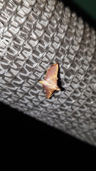 Endotricha mesenterialis