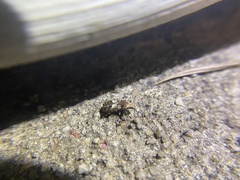 Euparius marmoreus