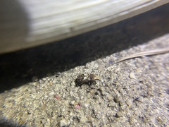 Euparius marmoreus