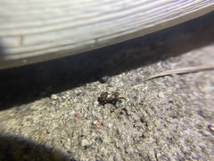 Euparius marmoreus