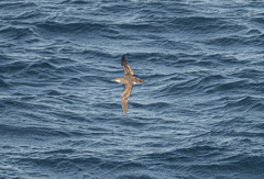 Puffinus gavia