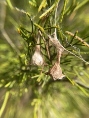 Mastophora phrynosoma