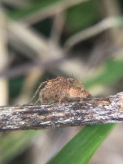 Oxyopes aglossus