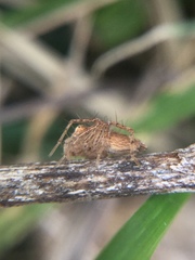Oxyopes aglossus