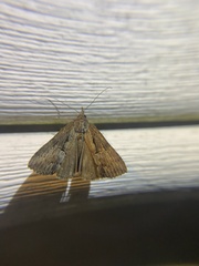 Hypena scabra