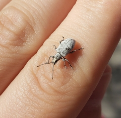 Myllocerus undecimpustulatus