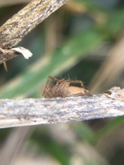 Oxyopes aglossus