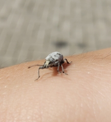 Myllocerus undecimpustulatus