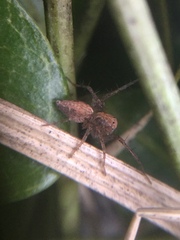 Oxyopes aglossus