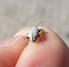 Myllocerus undecimpustulatus