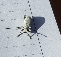 Myllocerus undecimpustulatus