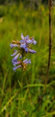 Penstemon procerus