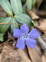 Vinca minor