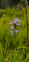 Penstemon procerus