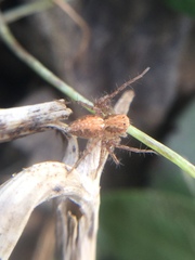 Oxyopes aglossus