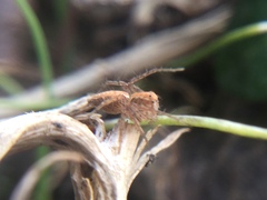 Oxyopes aglossus