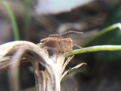 Oxyopes aglossus
